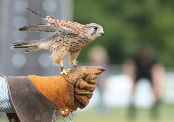 david white 8SO3BUh1qAA unsplash 1