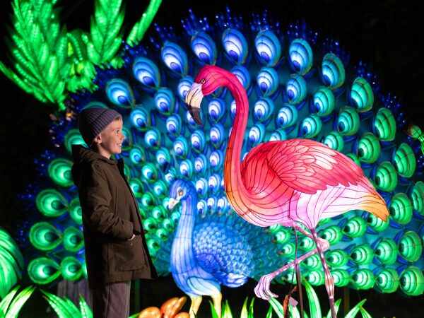Wild Lights at Dublin Zoo