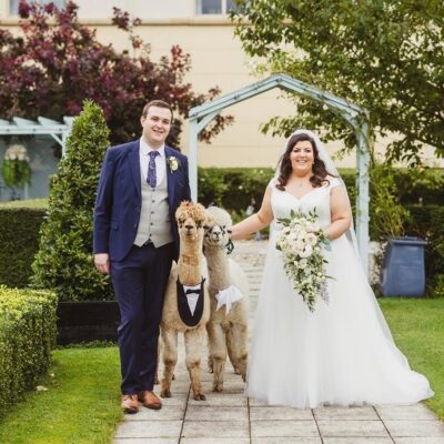 Alpaca Wedding